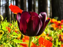 -上海共青森林公园