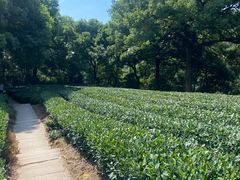 -西湖风景区十里琅珰-五云山