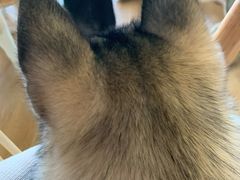 -Husky Go! 哈士奇体验馆·宠物咖啡厅狗咖