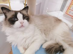 -COLOR PETS 撸猫馆·购猫·猫咖(长风大悦城店)