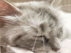 -藏猫猫咖啡主题馆(中央大道店)