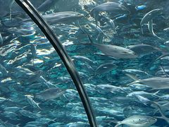 -上海海洋水族馆