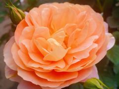 -三圣花乡旅游区