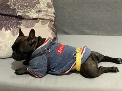 -汪喵宠物医院·骨科心脏影像·犬猫急重症ICU诊疗中心(成华分院)