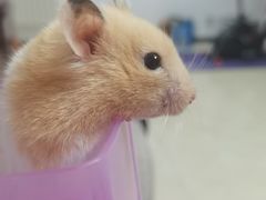 -钓仓鼠(洋桥北里小区店)