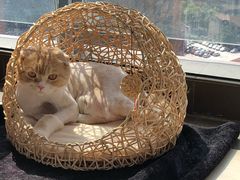 -伟伟宠物医院·CT影像中心·瑞派犬猫综合性门诊(汉口总院)