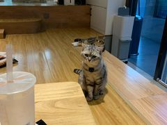 -啵啵喵·猫咖(攀华国际店)