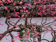 -梅花山(明孝陵内)
