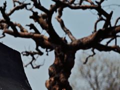 -扬州大运河文化旅游度假区·盆景园