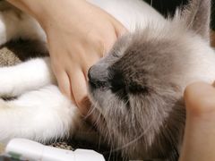 -喵喵咪呀布偶猫咖(春熙路店)