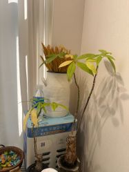 -初心はつ こころ日式美甲美睫沙龙