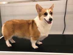 -comecome来吧宠物(奥克斯中心店)