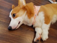 -柯斗斗主题餐厅·狗咖·围炉煮茶·茶饮(国瑞升平里店)