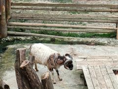 -泉州海丝野生动物世界