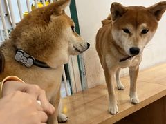 -是阿柴呀！柴犬咖啡·爱喵喵猫咖