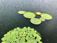 -荷塘月色湿地公园·向阳花洲
