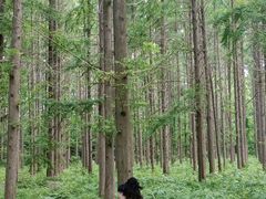 -黄海国家森林公园