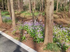 -东平国家森林公园