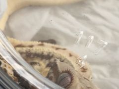 -酷以爬仙阁实体爬宠店·守宫·蜥蜴·专业繁育