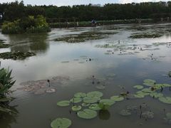 -大湾区中央湿地公园