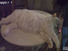 -Babycat私家御饼屋(龙头路一店)