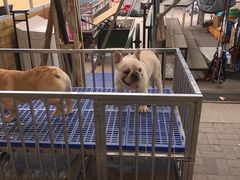 -中环花鸟鱼虫市场