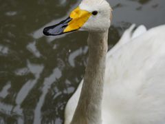 -北京动物园-畅观楼