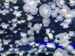 -太平洋海底世界