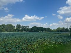 -荷塘月色湿地公园·向阳花洲