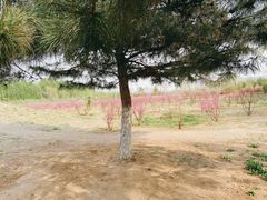 -丁香湖公园