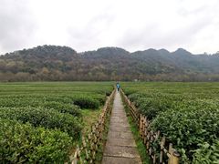 -中国茶叶博物馆(双峰馆区)