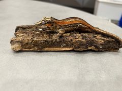 -酷以爬仙阁实体爬宠店·守宫·蜥蜴·专业繁育