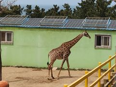-西霞口神雕山野生动物世界