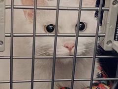 -瑞派宠物医院(搏威敦和院)