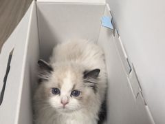 -欣宠猫屋·矮脚拿破仑·蓝金金渐层