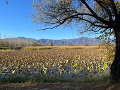 -野鸭湖国家湿地公园