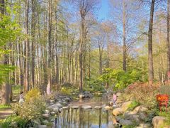 -上海共青森林公园