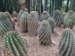 -南山植物园