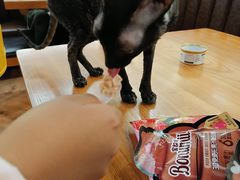 -猫小院猫主题餐厅(三里屯店)