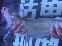 -老板恋上鱼(恒隆广场店)