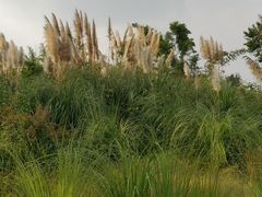 -白鹭湾湿地公园