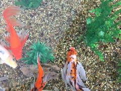 -瑞普利水族馆
