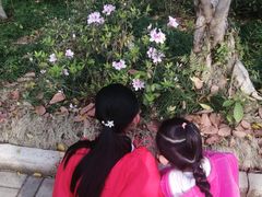 -南宁良凤江国家森林公园