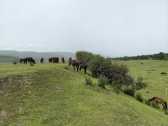 -新疆那拉提国家旅游度假区