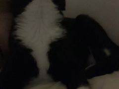 -关爱宠物医院·猫科中心·消化科(滨湖万达分院)