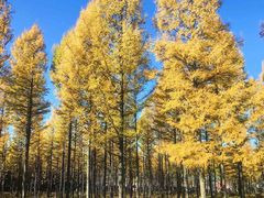 -塞罕坝国家级自然保护区