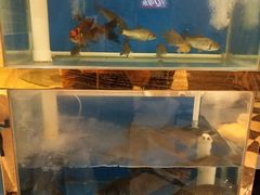 水产区-西部马华清真食府·丝路菜(大钟寺店)
