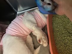 -伟伟宠物医院·瑞派猫友好医院·猫科(光谷店)