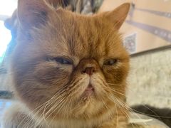 -平行世界·猫咖(首经贸店)