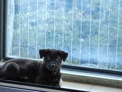 -瑞派康怡24h宠物医院·犬猫医疗中心·微创绝育(瑞景分院)